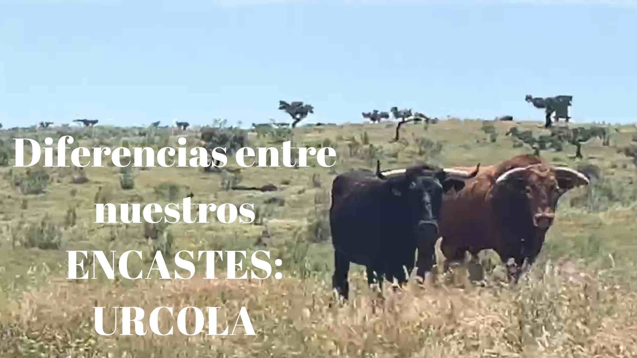 Diferencias entre ENCASTES:URCOLA