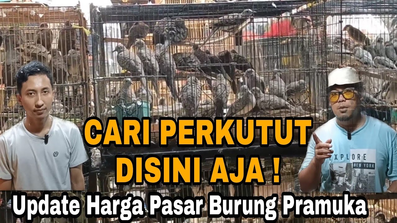 CUMA 20RB HARGA PERKUTUT‼️KIOS H.SUWARNO
