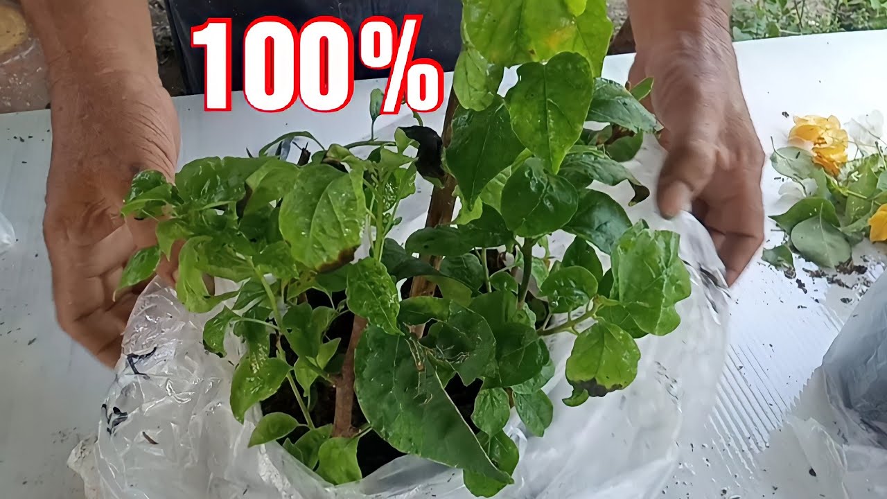 How to grow rare bougainvillea cuttings. Bougainvillea stem cuttings propagation.