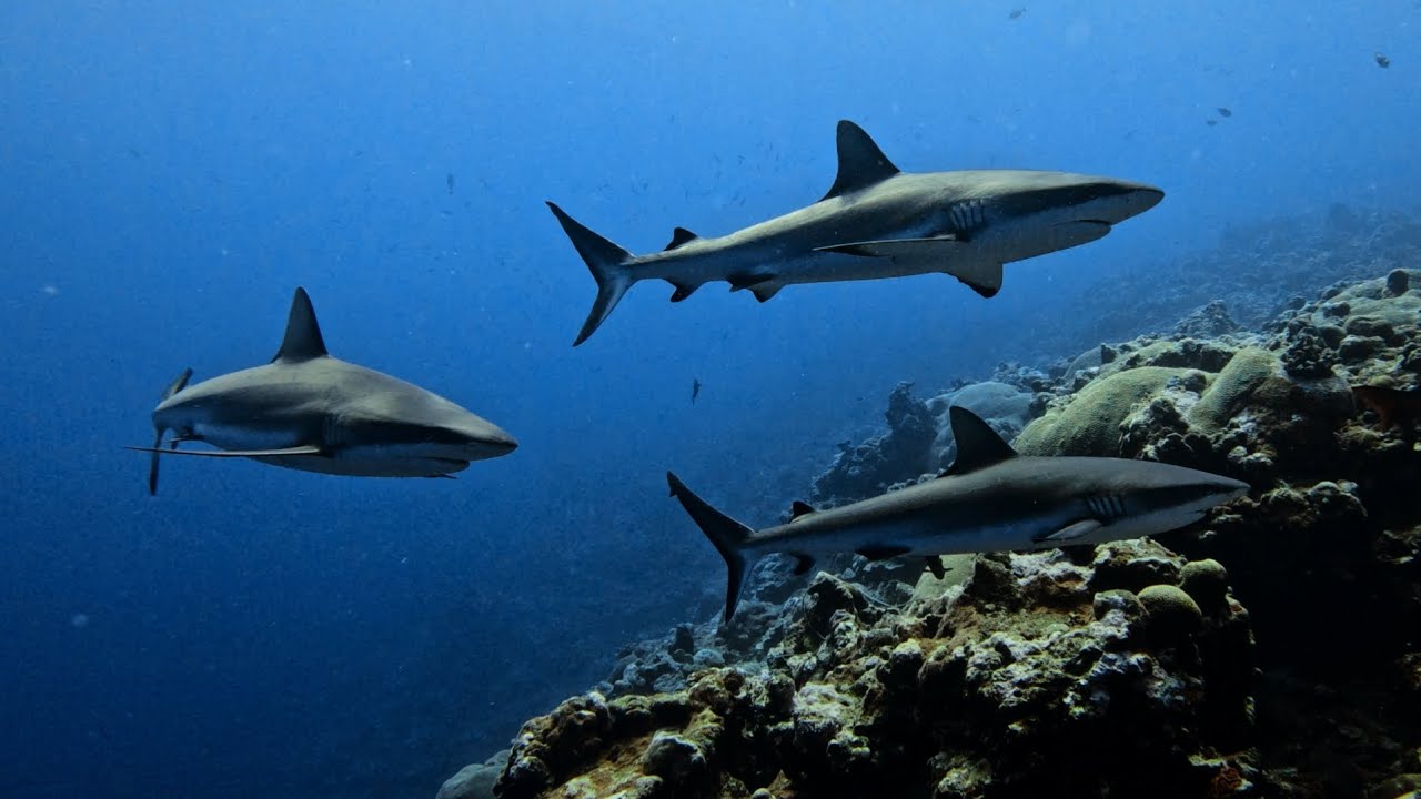Yap Island, Federated States of Micronesia, Vertigo Dive site, August 2024.