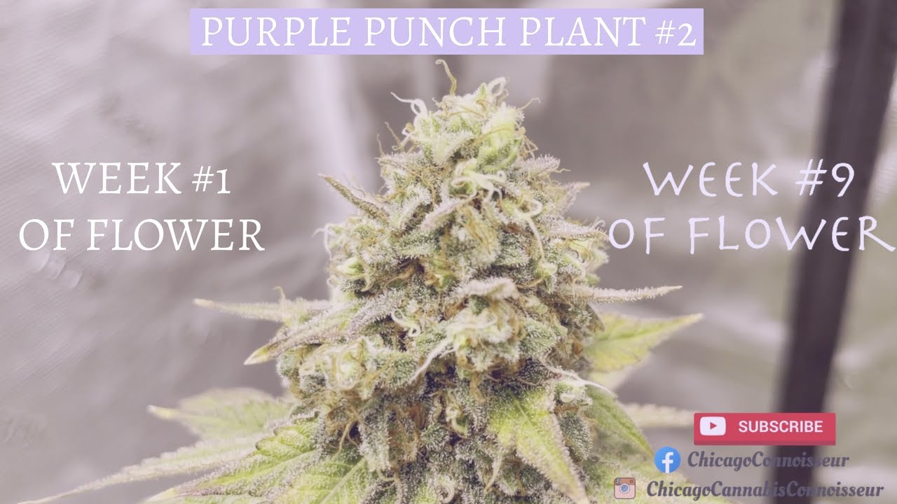 Purple Punch - Plant #2