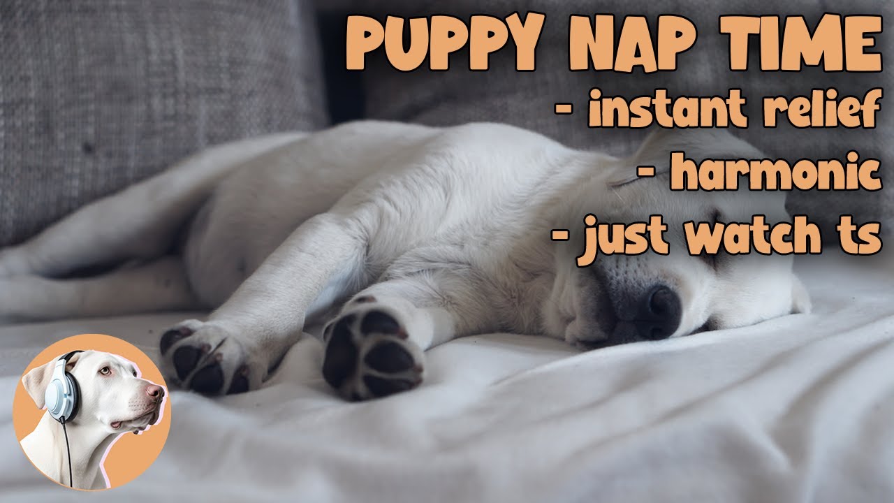 SLEEPING PLAYLIST FOR DOGS🎵 | Naptime mix for your pets! |🎵