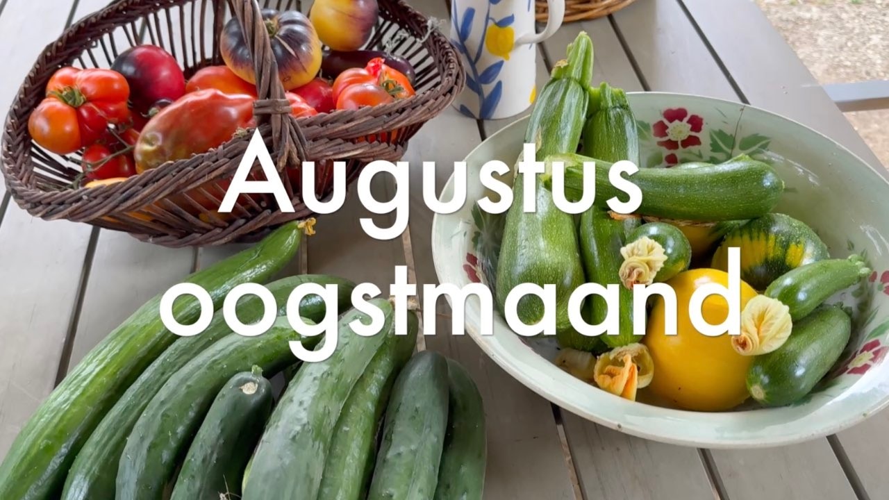 Ini's Moestuin #290 - Augustus, oogstmaand en opnieuw zaaien voor de herfst