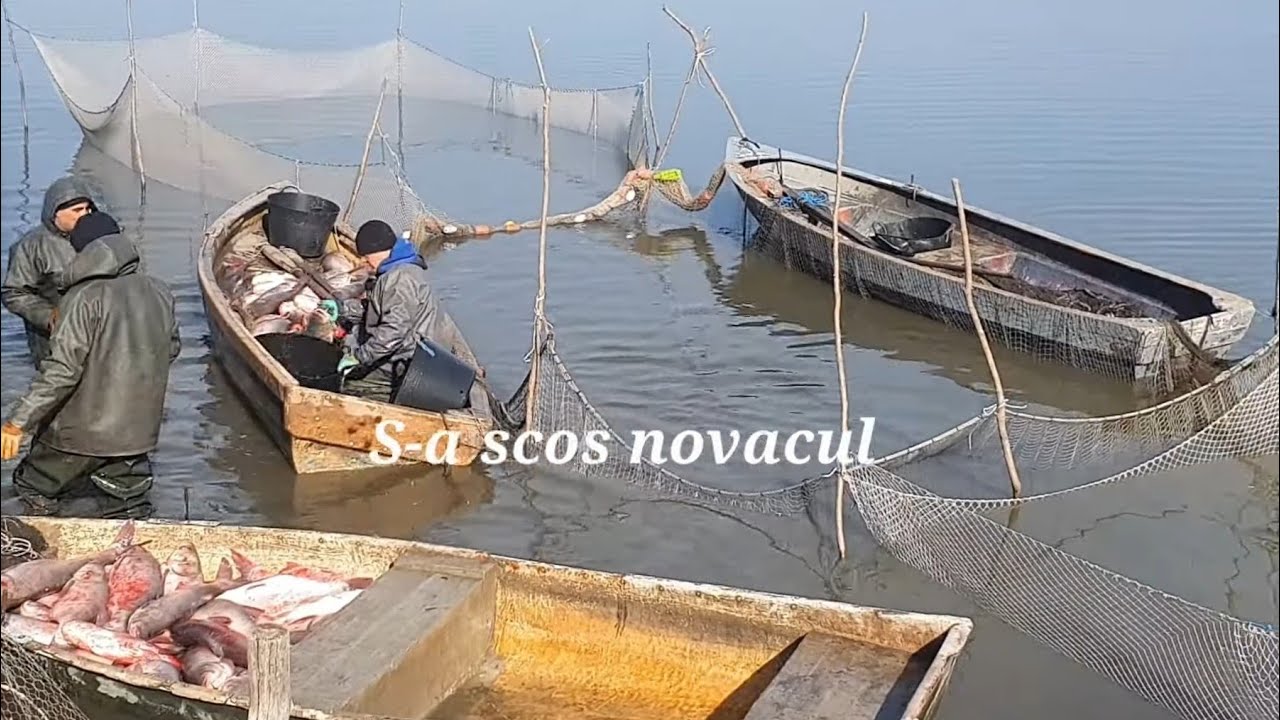 Navodire si curatenie pe Dyno Lake sectorul A plus cateva informatii utile