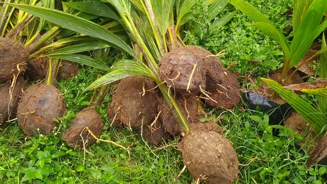 coconut trees no1 quality in (ap) 7893209454