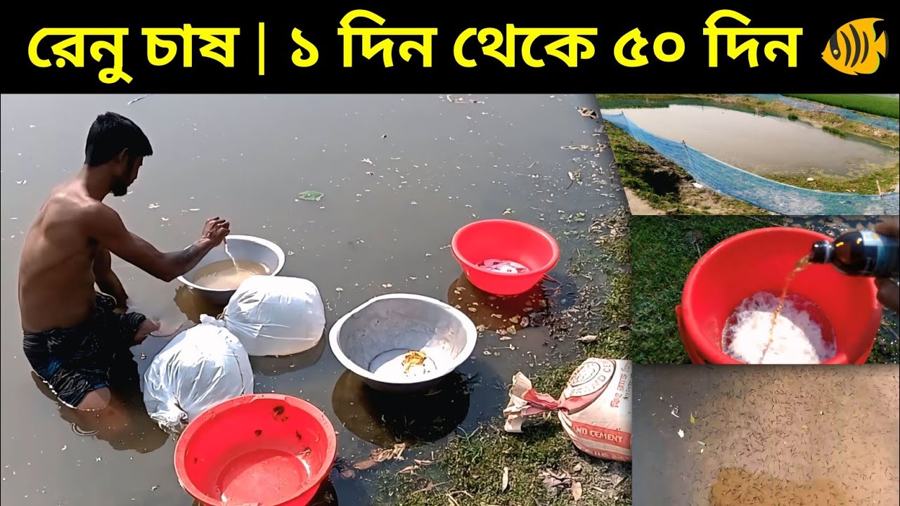 পুকুরে রেনু চাষ পদ্ধতি ১ম দিন থেকে ৫০ দিনের সকল ব্যবস্থাপনা | Renu Culture Complete Solution