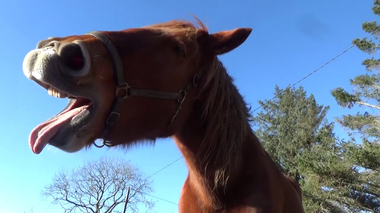 How to train a work horse to pull things (A huge Suffolk Punch demonstrates!) Part one of two