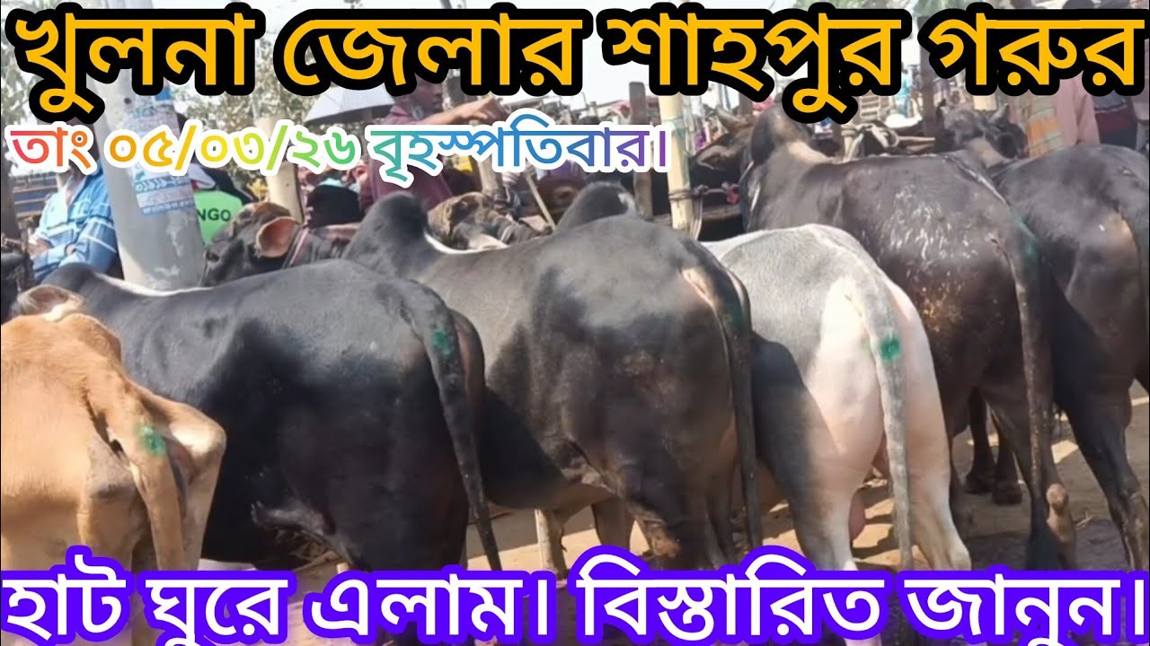 খুলনা জেলার শাহপুর গরুর হাট ঘুরে এলাম। বিস্তারিত জানুন। তাং ০৫/০৩/২৬ বৃহস্পতিবার।