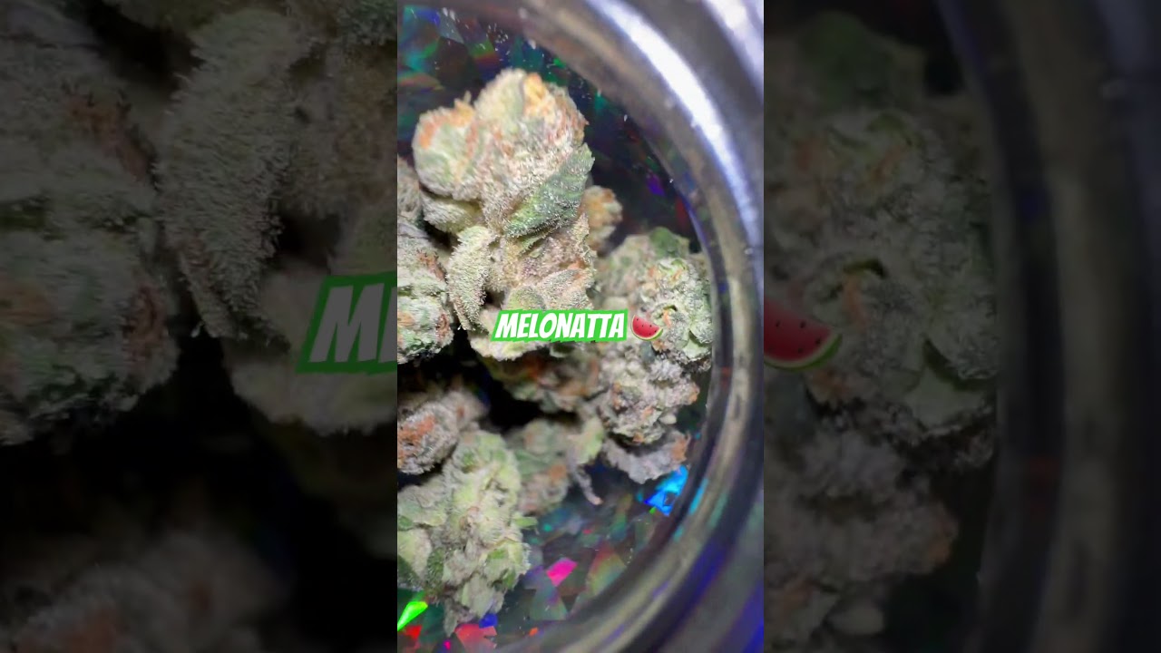 Melonatta🍉⛽️💨 by Fade Co #420community #stayhigh #cannabiscommunity