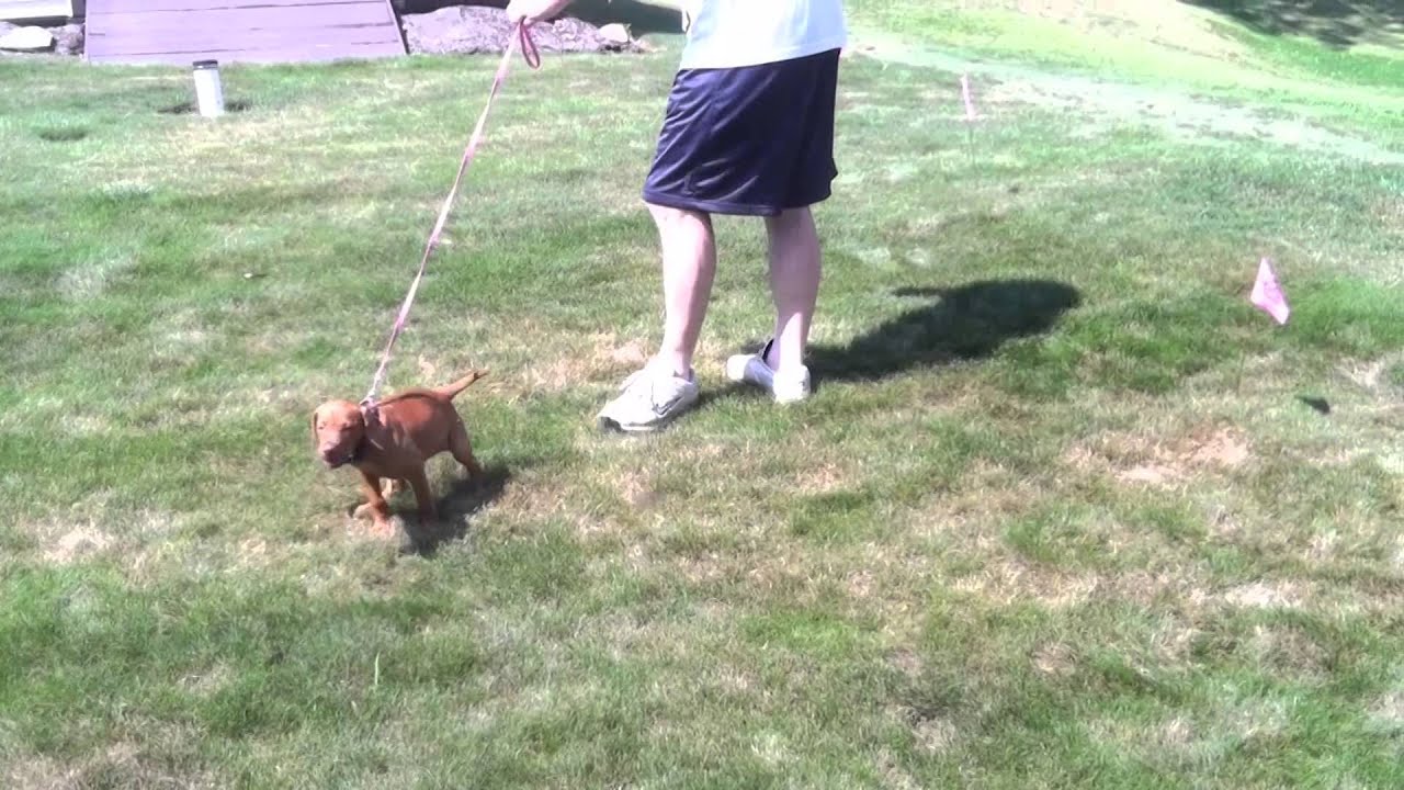 Training an 8 week old Vizsla on the Electric Dog Fence