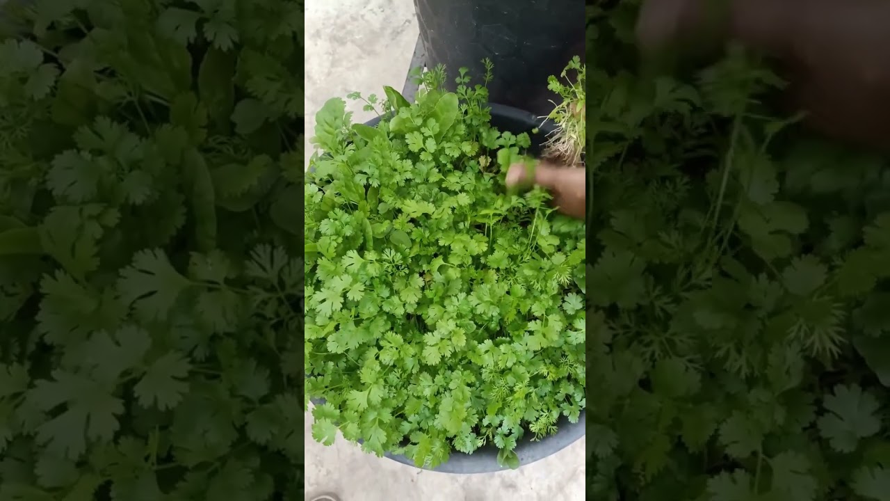 మా మిద్దె తోటలో హార్వెస్ట్ 
