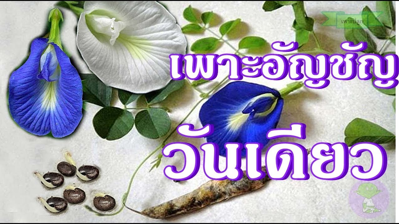 วิธีเพาะเมล็ดดอกอัญชันให้งอกเร็ว งอกทุกเมล็ด ต้นโดไว