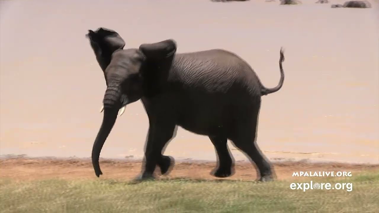 Celebrating Earth Day at MpalaLive!