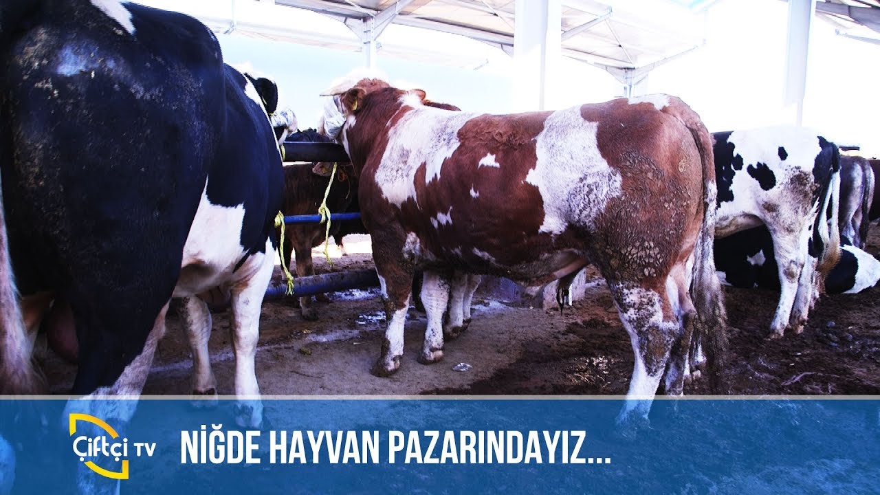 Niğde Hayvan Pazarındayız! -SULTAN PAZARI