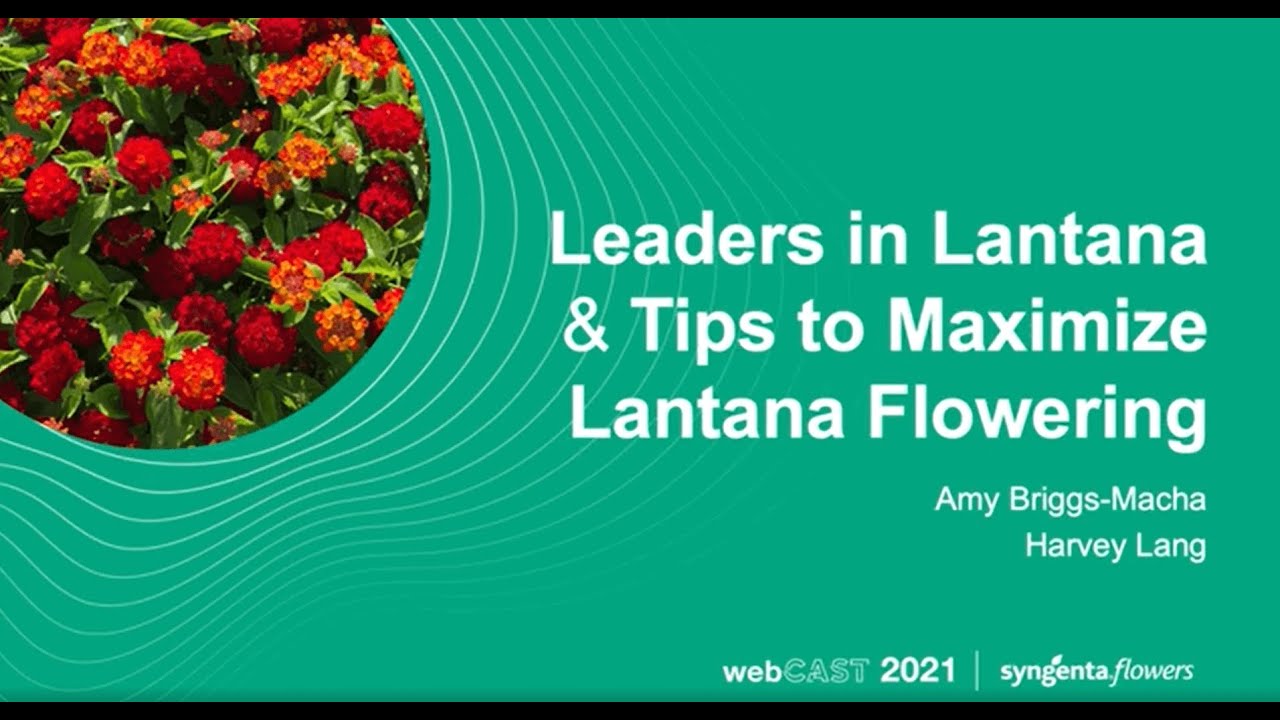 Leaders in Lantana & Tips to Maximize Lantana Flowering
