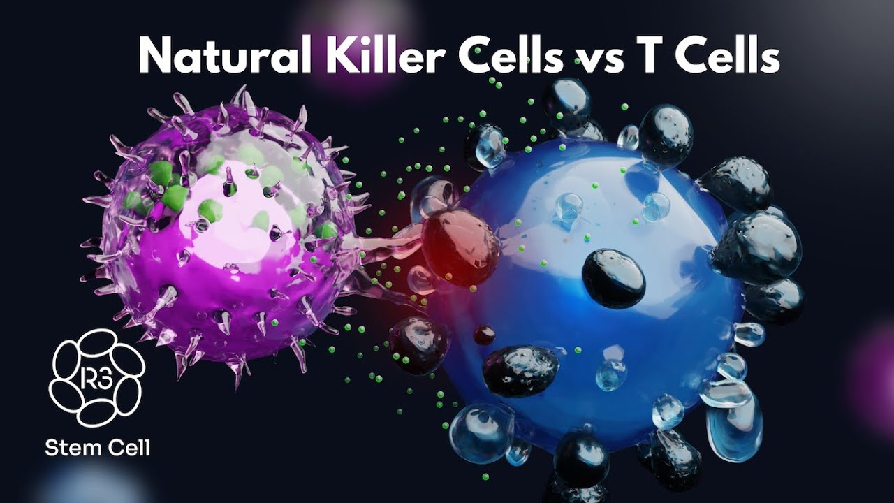 Natural Killer Cell vs T Cell - What's the Difference?