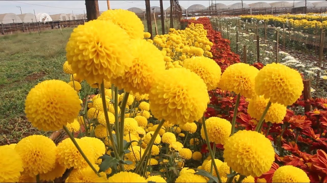Os campos de flores de Holambra