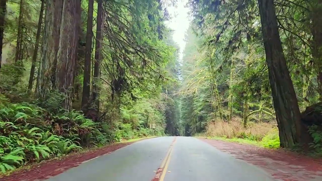 Rolling Through the Redwoods
