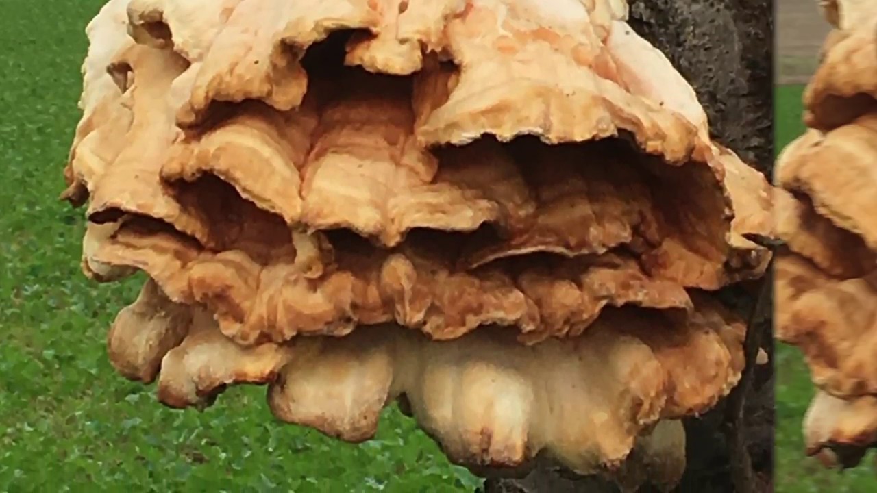 ZUR&Uuml;CK ZUR NATUR oder DER RIESEN - BAUMPILZ