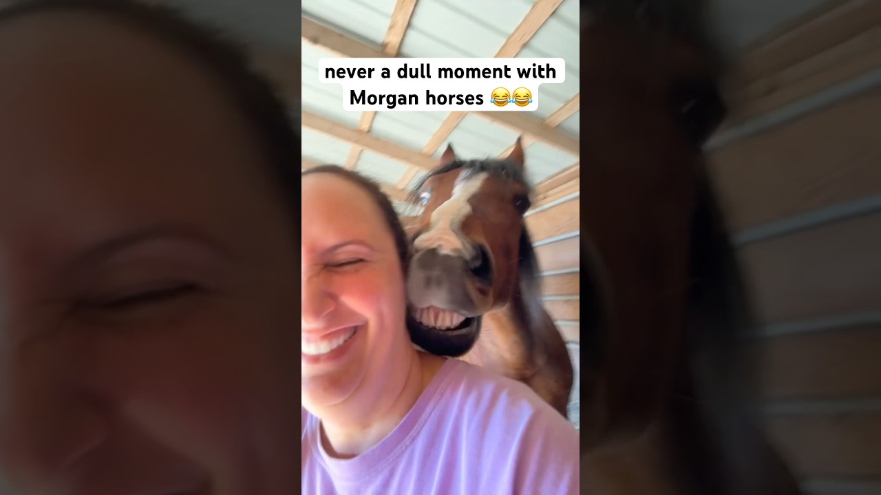 Morgan Horse Wants A Sweet Snuggle Moment~So Funny ❤️😂 