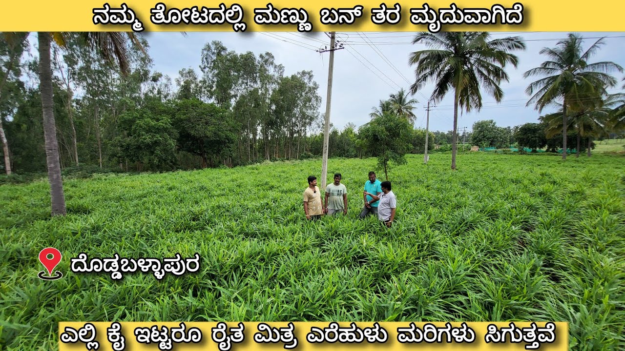 ಹಿಂದಿನ ವರ್ಷ 1 ಮೂಟೆಗೆ 18 ಮೂಟೆ ಬಂದಿತ್ತು ಈ ವರ್ಷ 25 ಮೂಟೆ ಗ್ಯಾರಂಟಿ Wonderfull Ginger plot - Doddaballapur