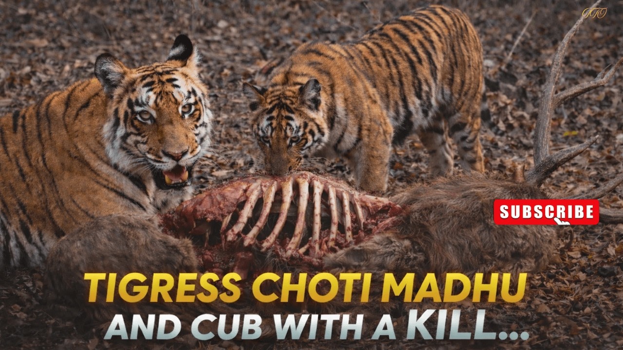 Dil Tham Gaya… Choti Madhu Aur Uski Sub-Adult Cub Sambhar Kill Ke Paas 🐅 | Junona Zone