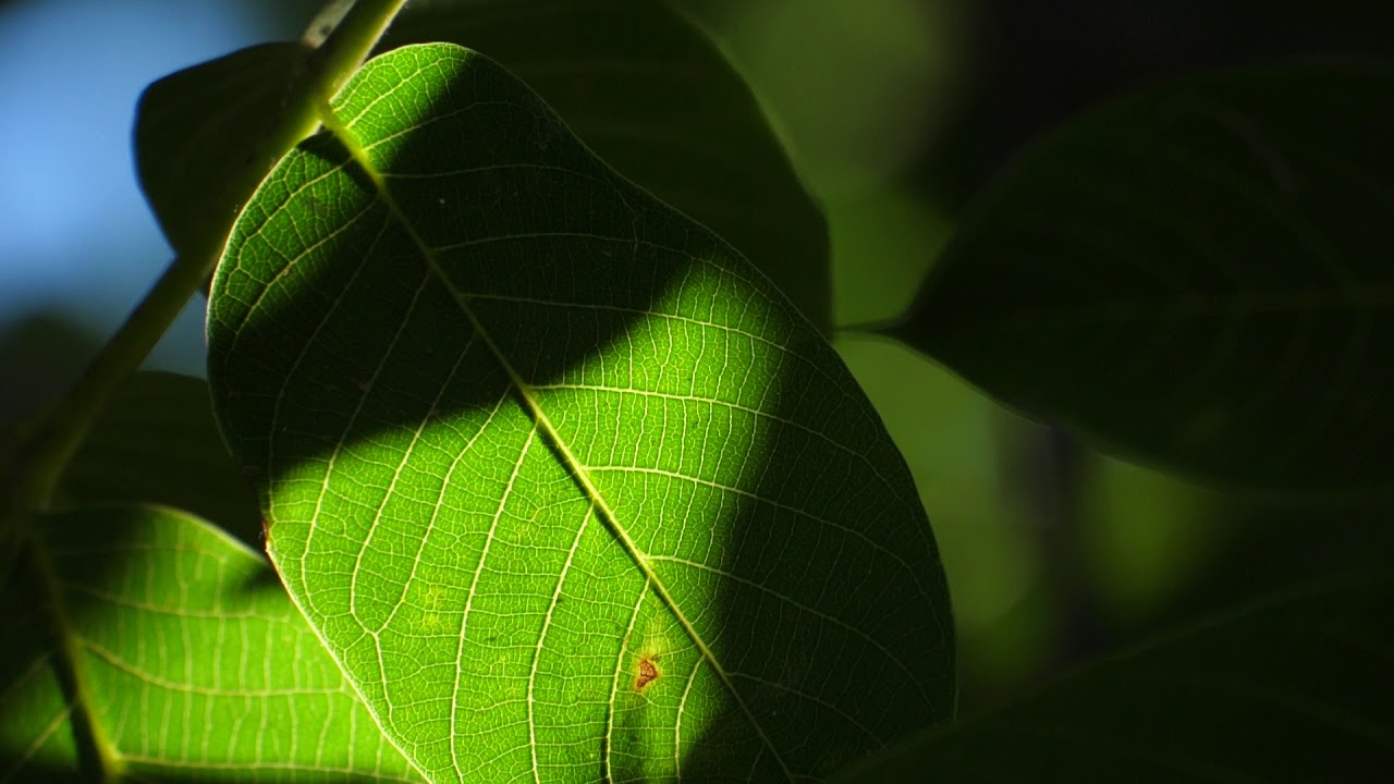 Green Walnut Leaf Filmed Macro 4 - Free Stock Footage