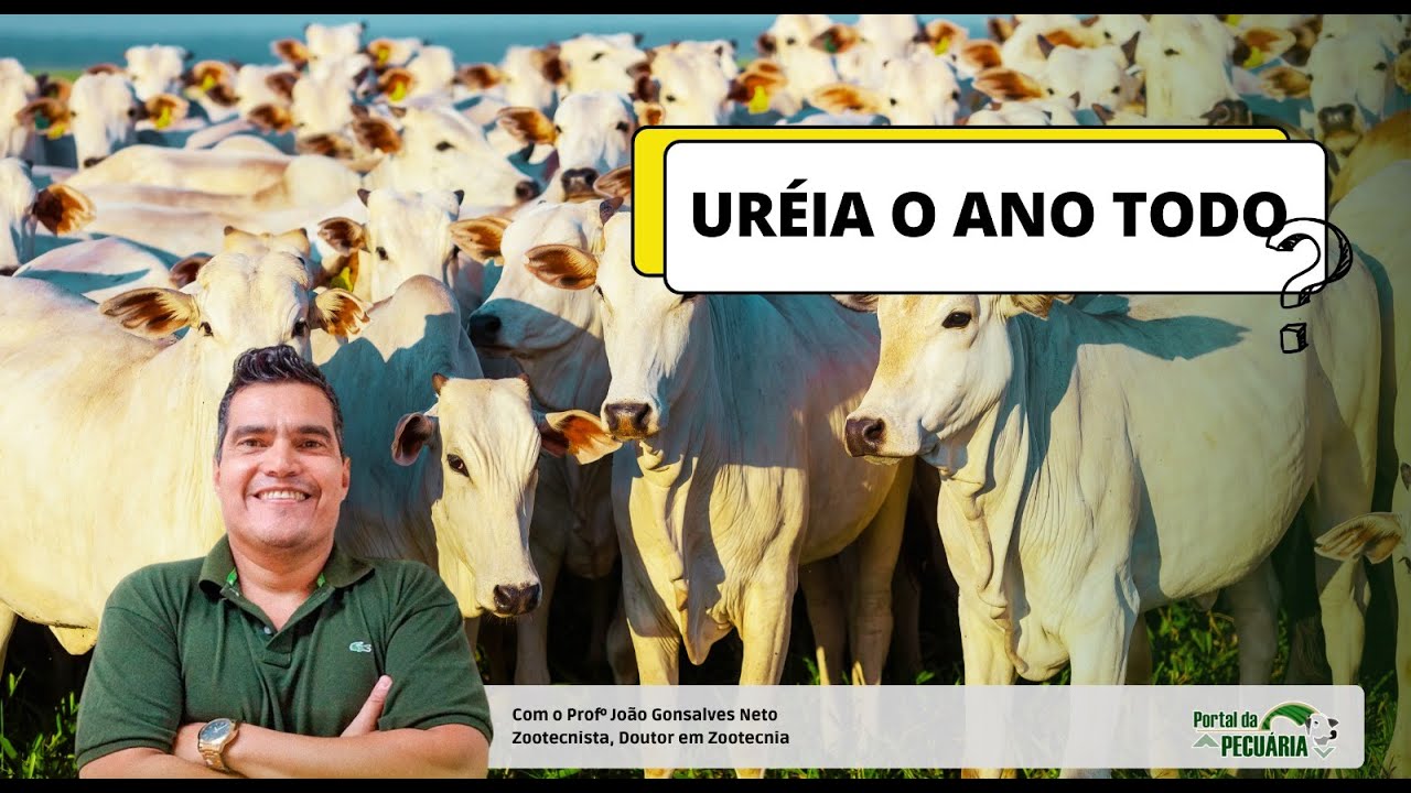 Posso usar ureia o ano todo para bovinos?