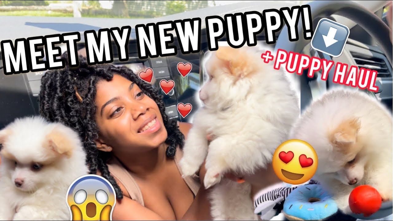 I got a new POMERANIAN + puppy HAUL | 2021
