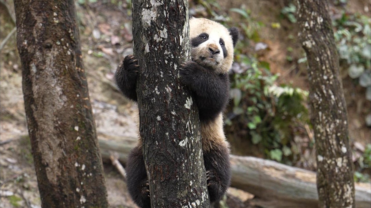 260315 碧峰峡最近展出的小崽，苏珊崽，人称“魔丸”#panda #雅安碧峰峡熊猫基地 #苏珊崽