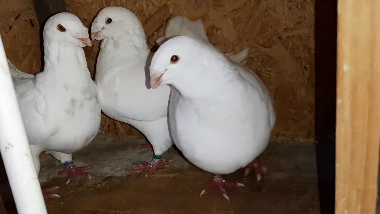 Prezentarea noutăților din gospodărie și o parte din perechile de porumbei pentru 2021!🕊🐇🕊🐓🕊