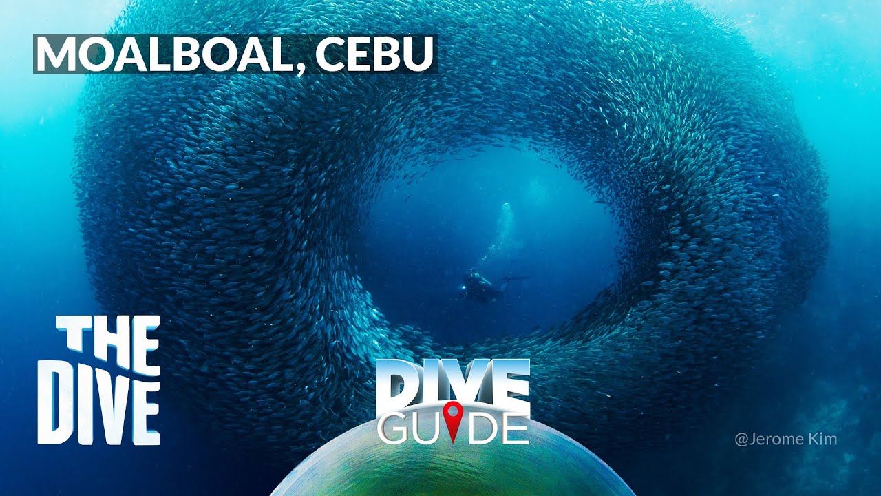 Dive Guide: Moalboal, Cebu #TheDivePH