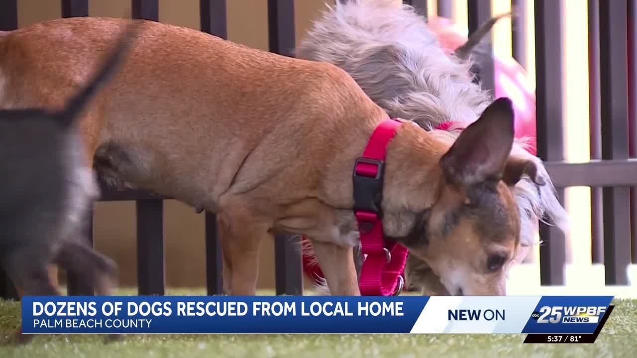Nearly 50 dogs rescued from overwhelmed owner in Palm Beach County