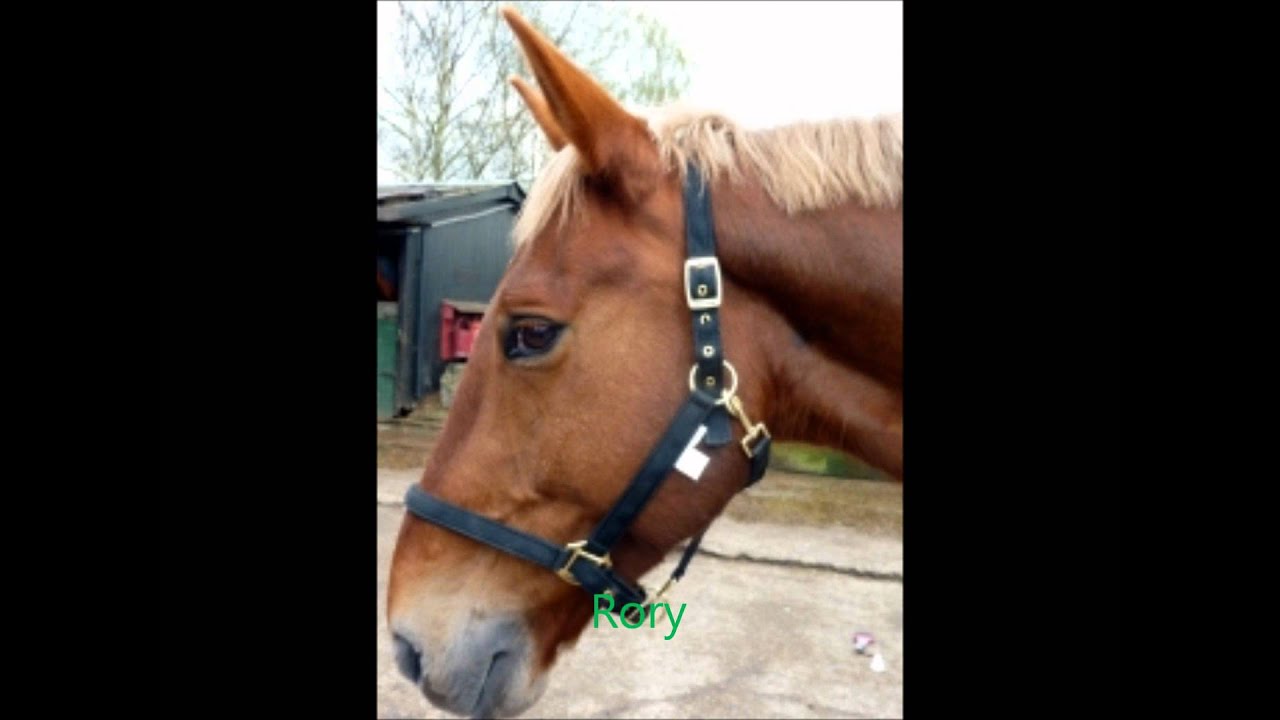 To all mount mascal ponies :)