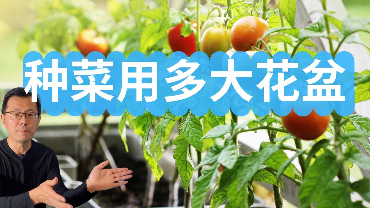 种菜用多大的花盆？原来道理是这样，对比一看就明白了！