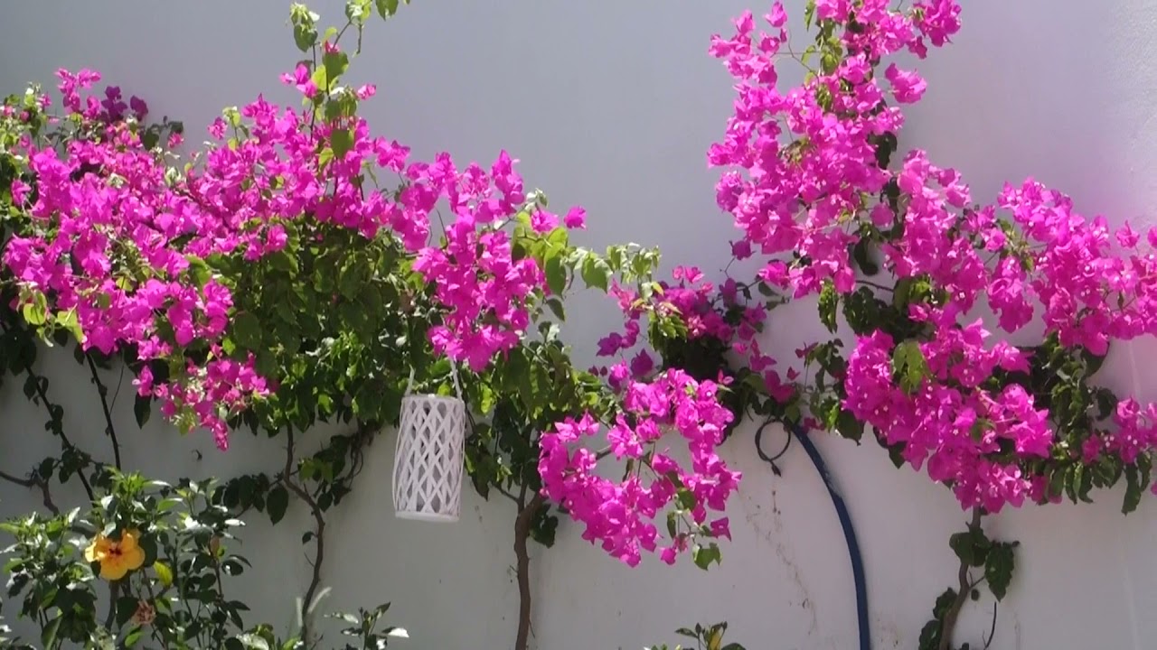 Grecotel Creta Palace w Rethymno