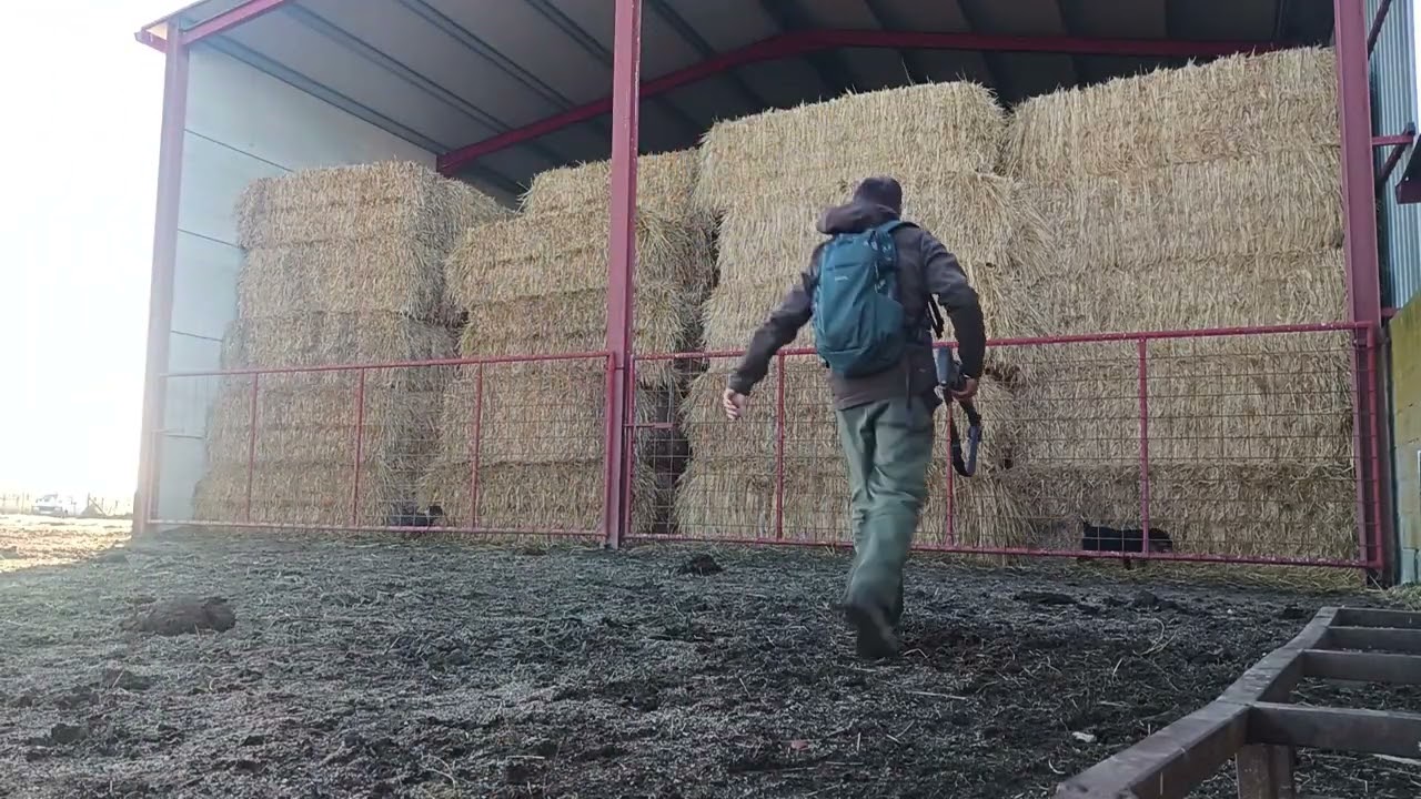 Cazando zorro en pajera - Rescatamos una jagd terrier