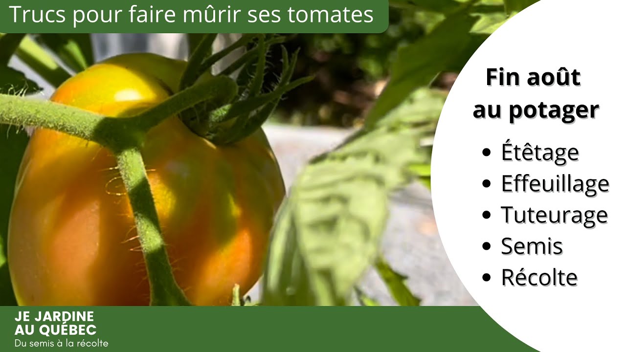 Quoi faire à la fin août au potager