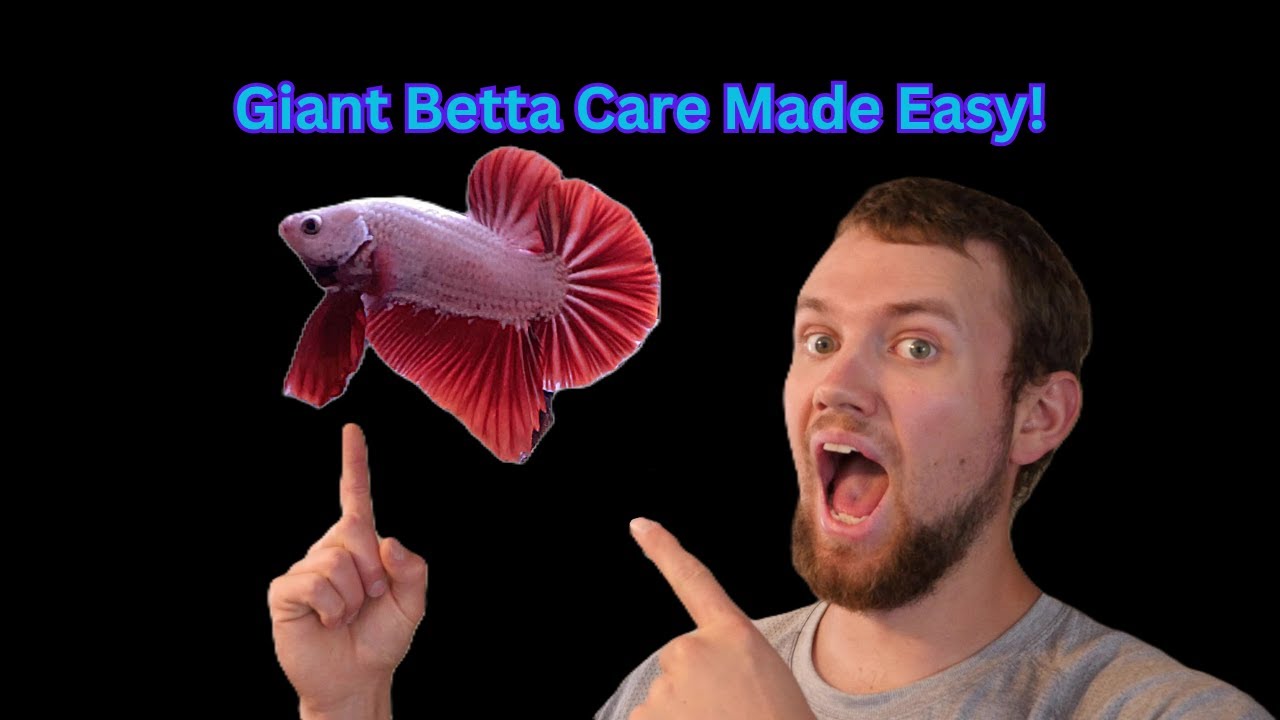 Giant/King Betta Care (Tankmates, water parameters and more!)