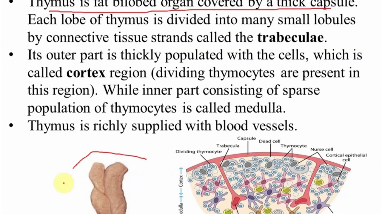 Primary lymphoid organs by Dr. Vipin Tyagi