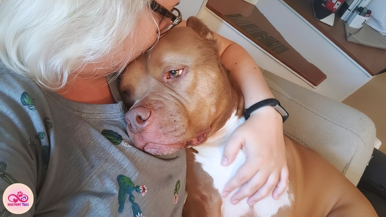 Rescued Shelter Dog Thinks He’s Human, And He Might Be Right