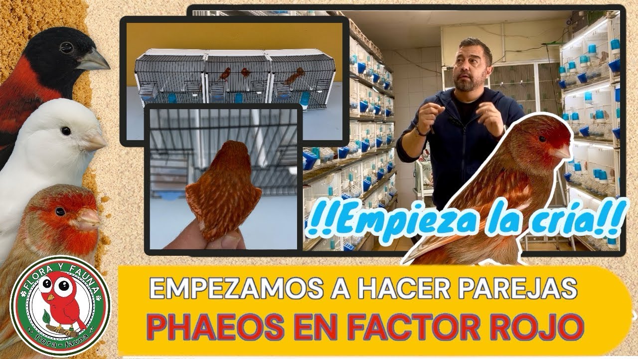 Empieza la etapa de cría..haciendo parejas phaeos con factor