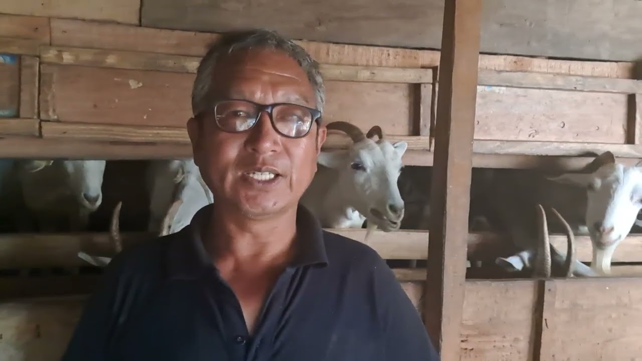 Sanan  Goat  Farming  In  Nepal
