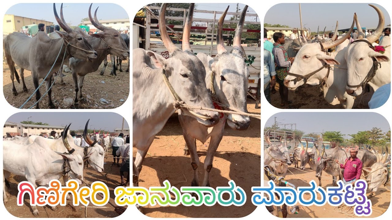 ||ಗಿಣಿಗೇರಿ ಜಾನುವಾರು ಮಾರುಕಟ್ಟೆ || ಪ್ರತಿ ಶುಕ್ರವಾರಕಮ್ಮೆ ||
