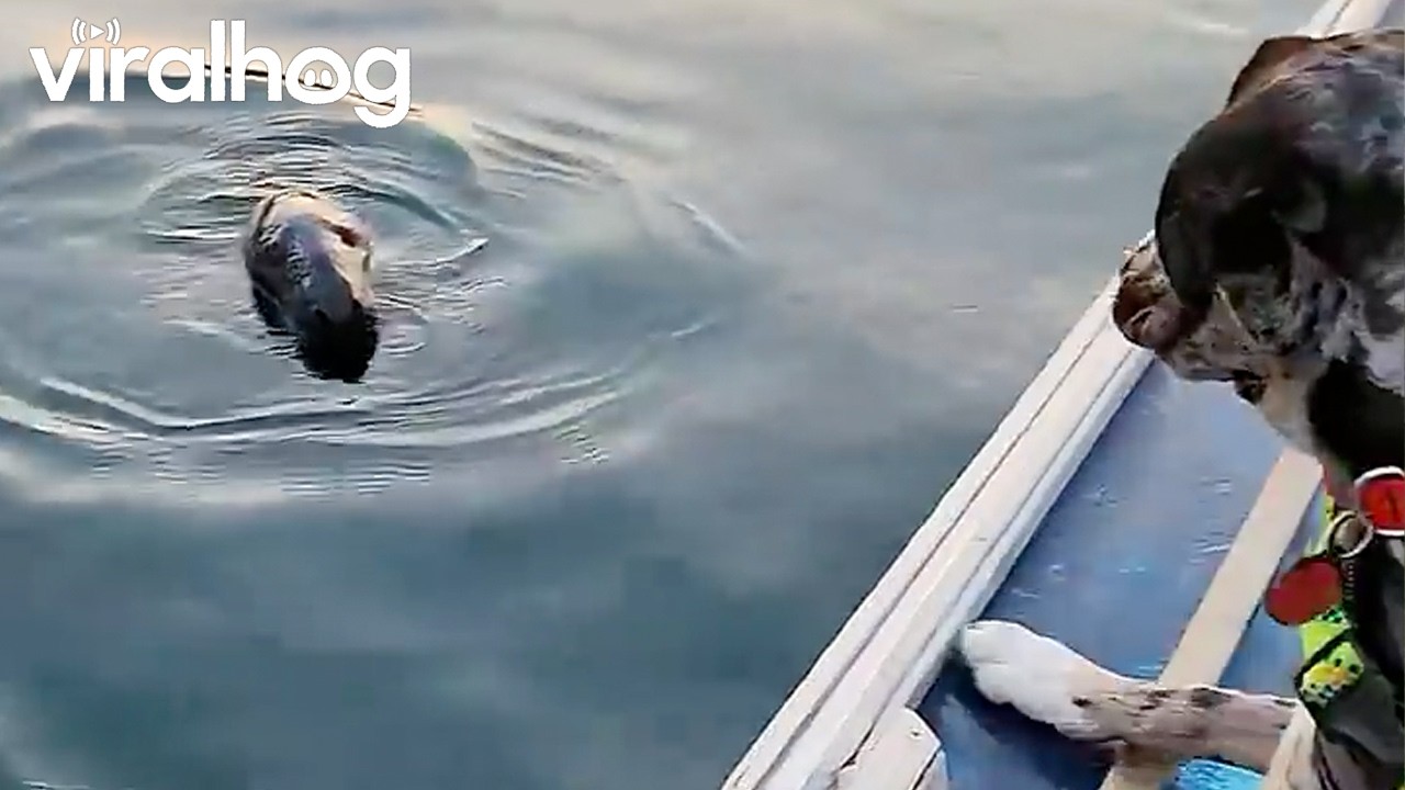Dog Sees a Seal for the First Time || ViralHog