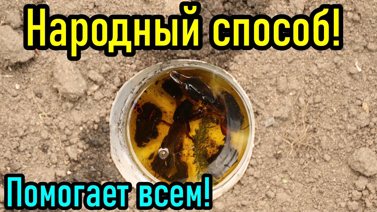 Смерть МЕДВЕДКАМ 200%! Как уничтожить медведку народным способом быстро и без затрат #медведка
