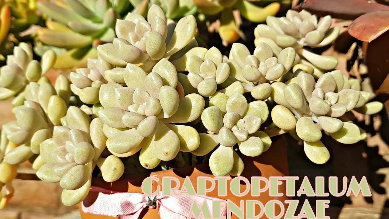 GRAPTOPETALUM MENDOZAE