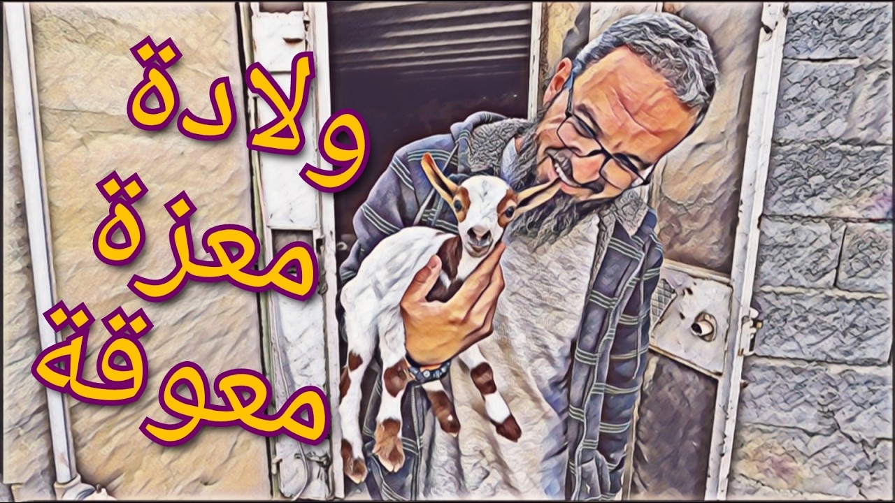 كيفة الإعتناء بالمعزة المعوقة ولدت عندي، طريقة تركيب السرج و محاولة ركوب الفرس، خبالات جميلة 🐐(211)