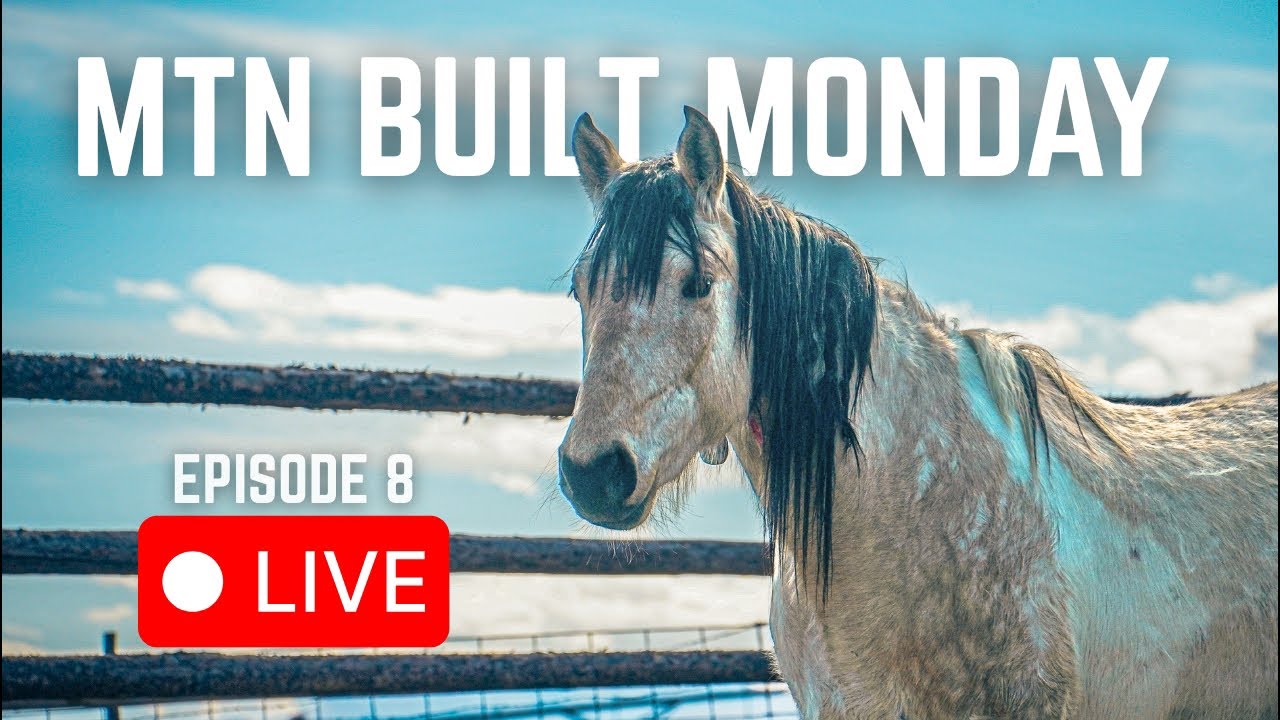 This WILD Mustang Meets A Friend (LIVESTREAM)