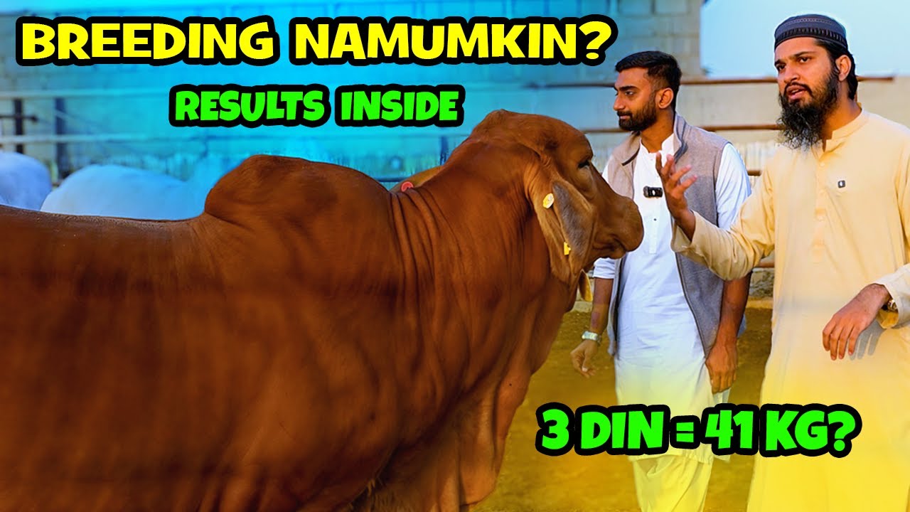 Jo Galti Humne Ki… Aap Mat Karna! 🚫 Elite Breeding Ki Sachai Aur Guide